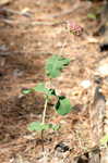 Clasping milkweed